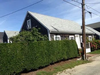 Hedge, Fence, Plant